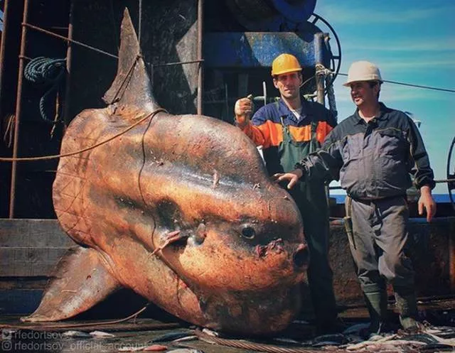 Strange creatures of the seabed - #1 