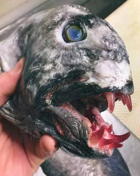 Strange creatures of the seabed - #10 