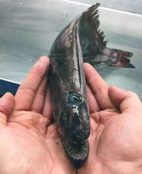 Strange creatures of the seabed - #11 