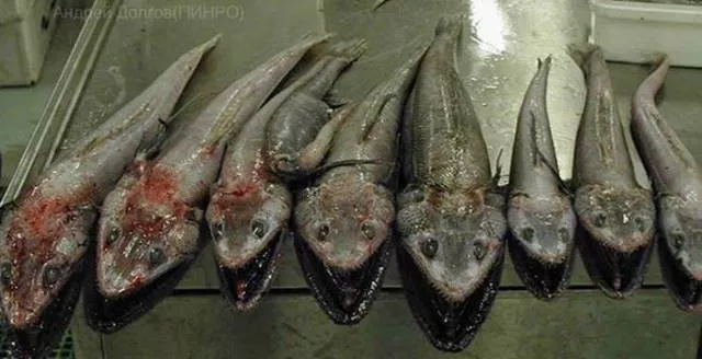 Strange creatures of the seabed - #12 