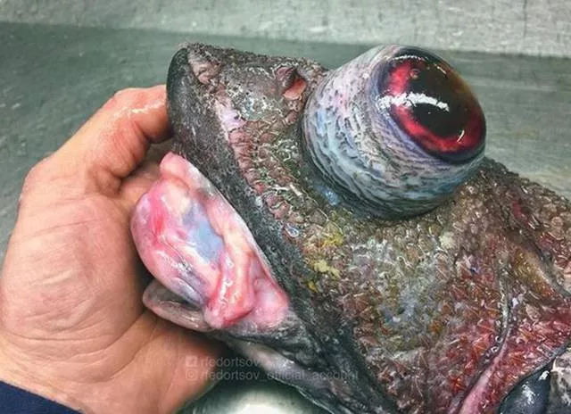 Strange creatures of the seabed - #13 