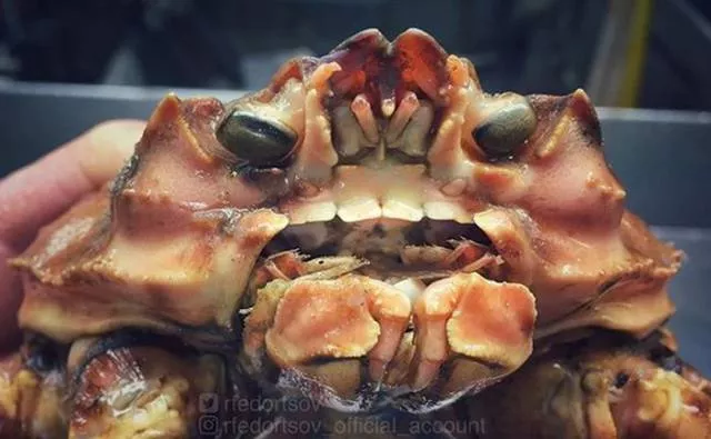 Strange creatures of the seabed - #14 