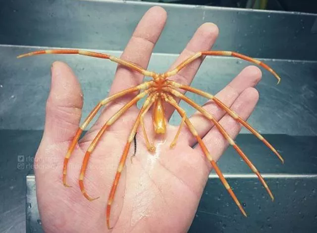 Strange creatures of the seabed - #15 