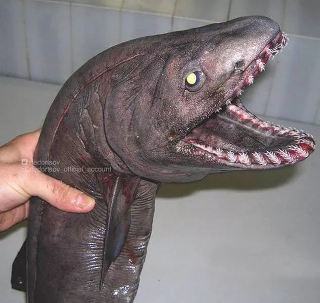 Strange creatures of the seabed - #17 