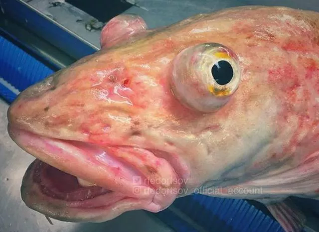 Strange creatures of the seabed - #18 