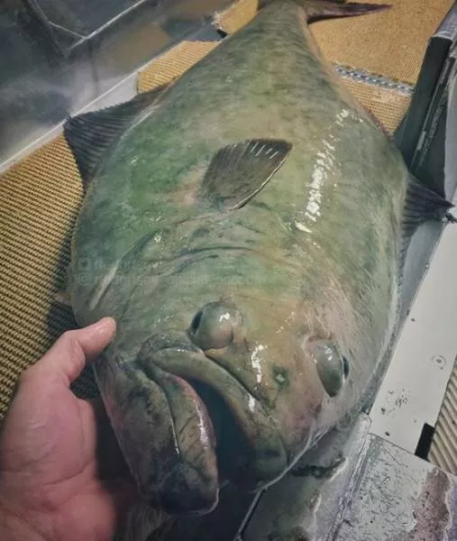Strange creatures of the seabed - #19 