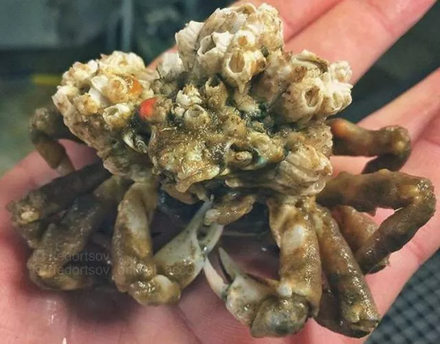 Strange creatures of the seabed - #20 