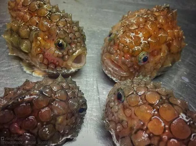 Strange creatures of the seabed