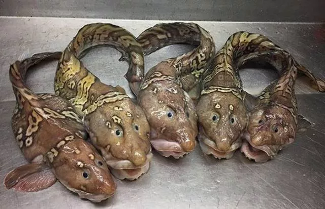 Strange creatures of the seabed - #22 