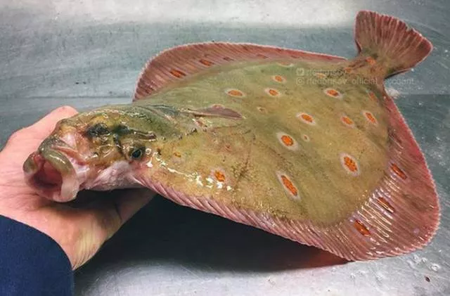 Strange creatures of the seabed - #23 