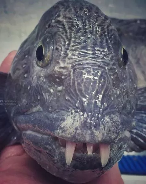 Strange creatures of the seabed - #24 