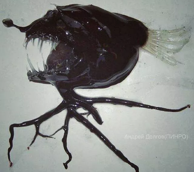 Strange creatures of the seabed
