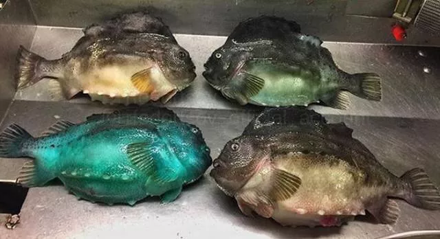 Strange creatures of the seabed - #5 