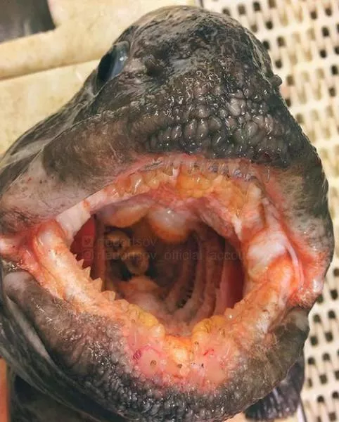 Strange creatures of the seabed - #6 