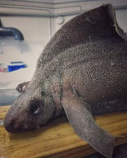 Strange creatures of the seabed - #7 
