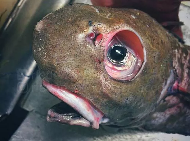 Strange creatures of the seabed - #9 