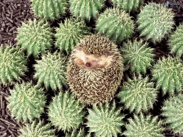 Best pictures ever - #21 