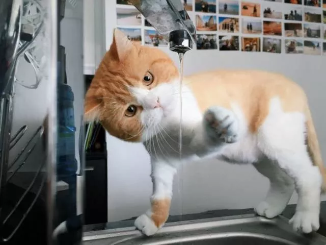 Picdump 218 - #43 