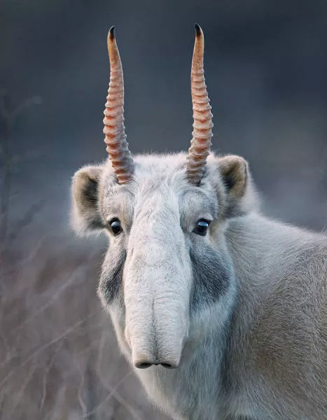 We have never seen such animals