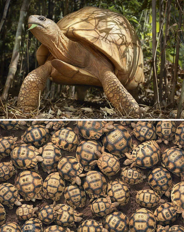 We have never seen such animals - #10 