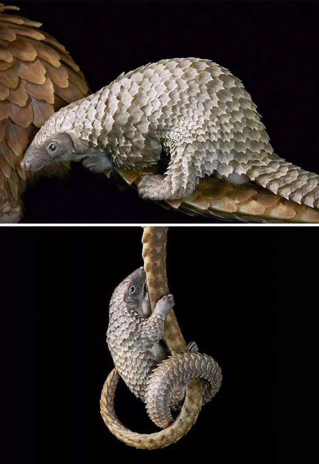 We have never seen such animals - #11 