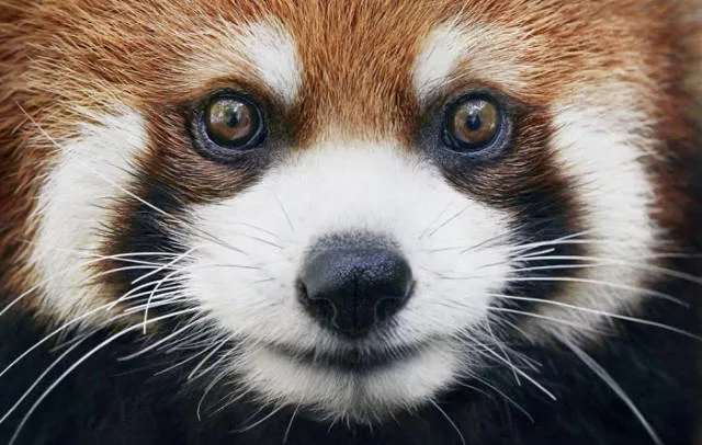We have never seen such animals - #12 