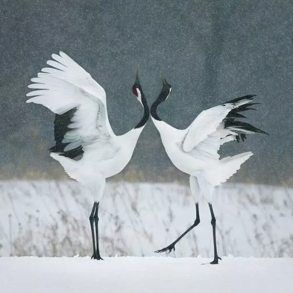 We have never seen such animals - #14 