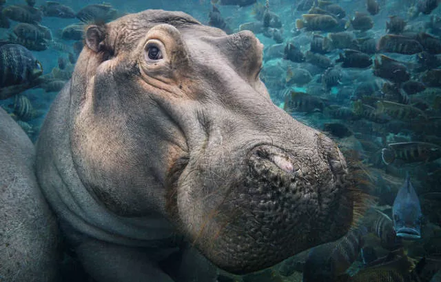We have never seen such animals - #15 