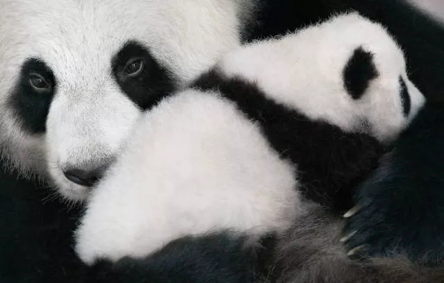 We have never seen such animals - #16 