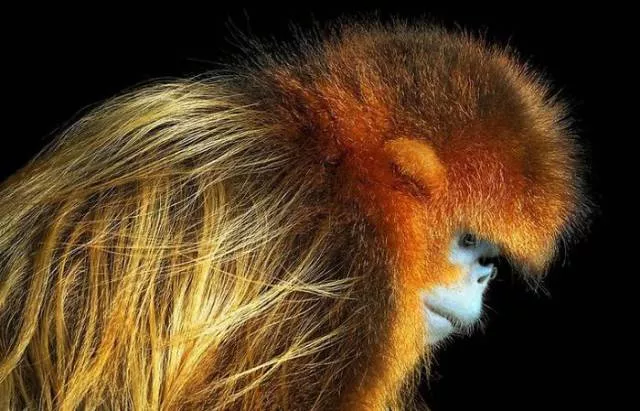 We have never seen such animals - #17 