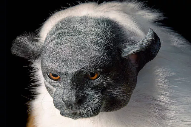 We have never seen such animals - #18 