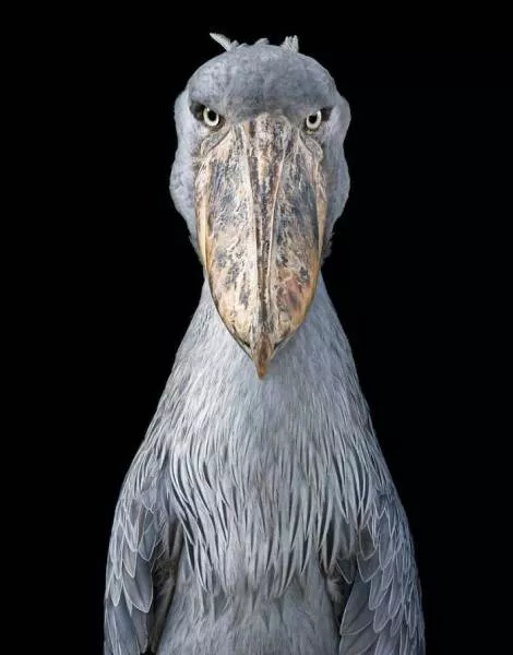 We have never seen such animals - #19 