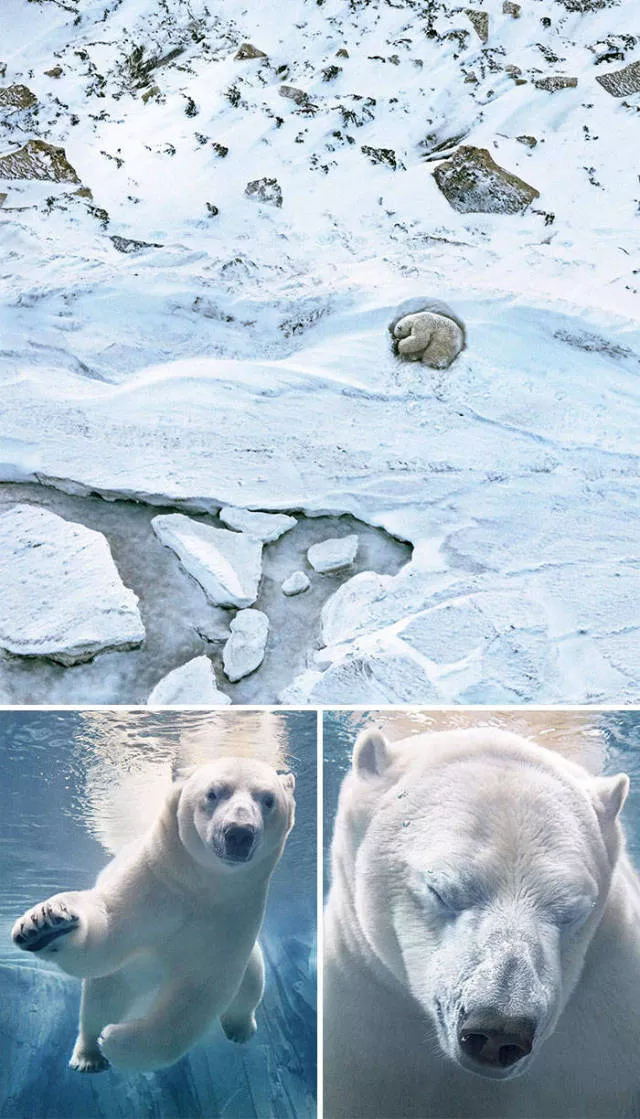 We have never seen such animals - #2 