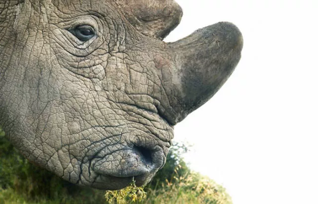 We have never seen such animals - #20 