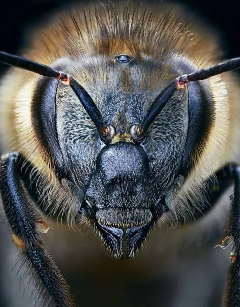 We have never seen such animals - #22 
