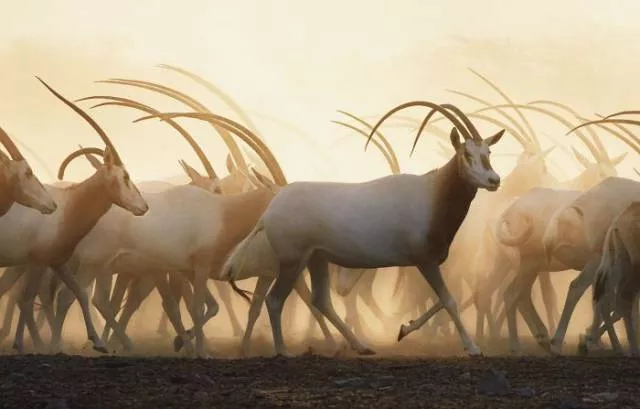 We have never seen such animals - #23 