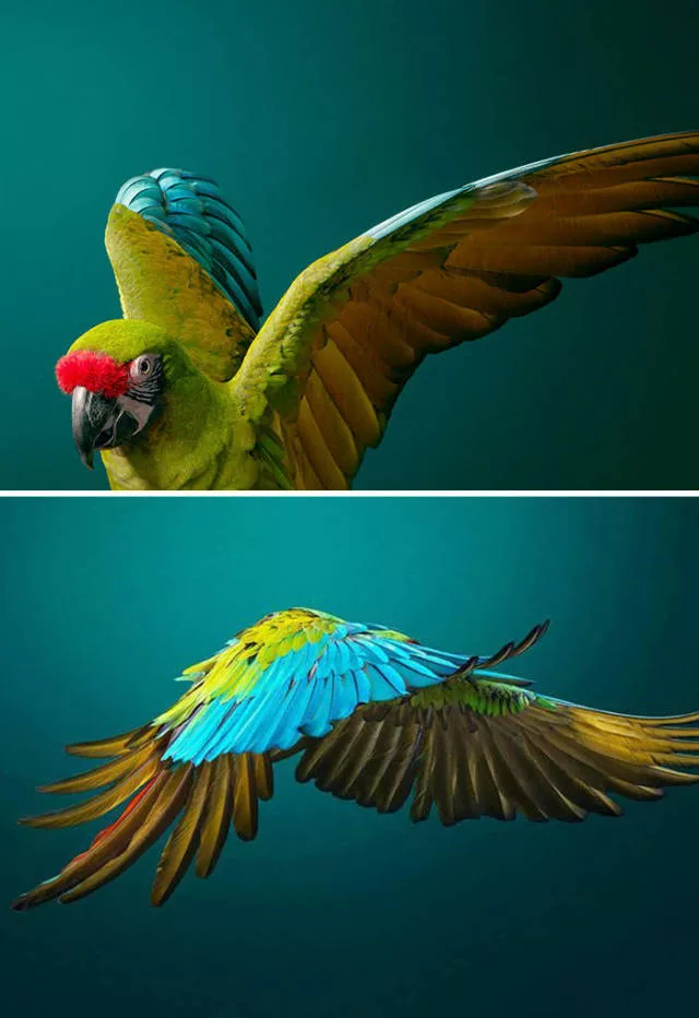 We have never seen such animals - #25 