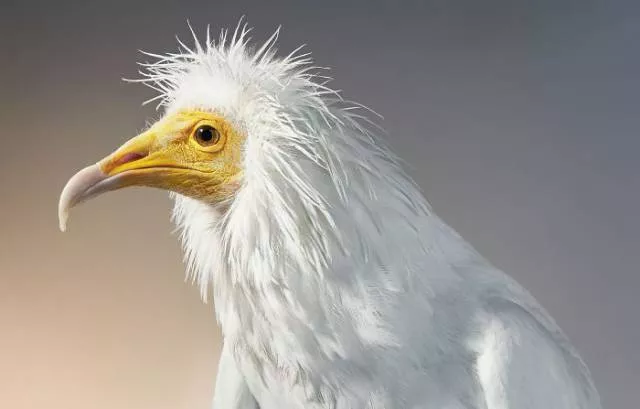 We have never seen such animals - #26 