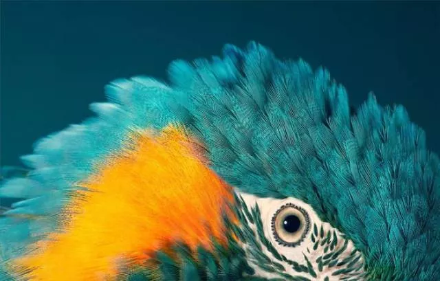 We have never seen such animals - #27 