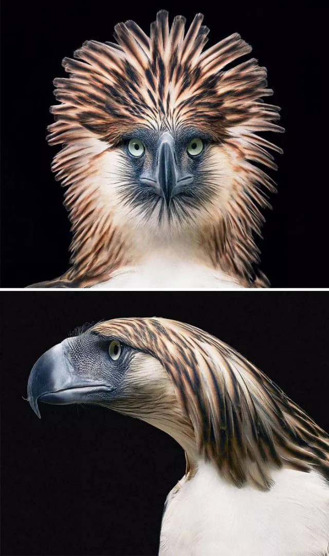 We have never seen such animals - #3 