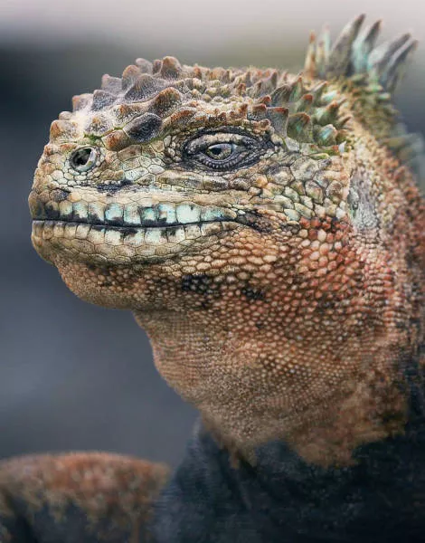 We have never seen such animals - #30 