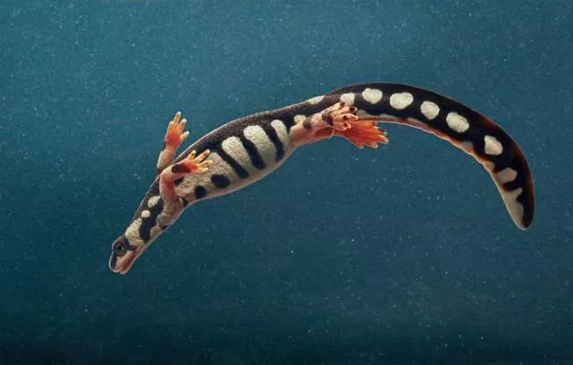 We have never seen such animals - #31 
