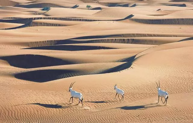 We have never seen such animals - #32 