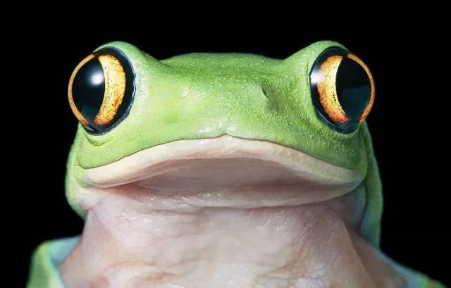 We have never seen such animals - #33 
