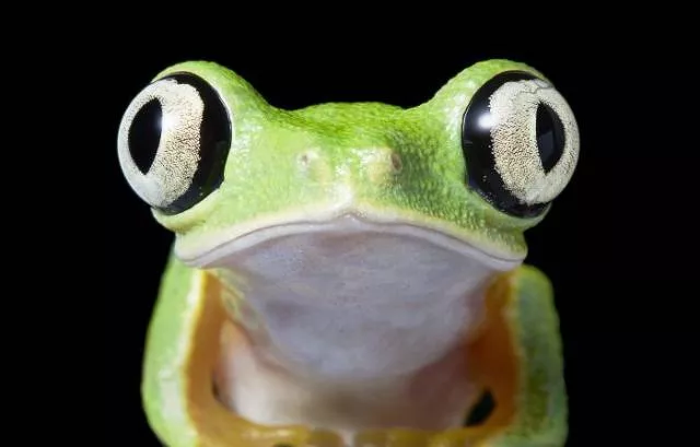 We have never seen such animals - #35 