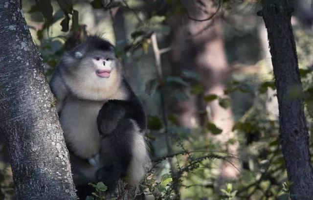 We have never seen such animals - #36 