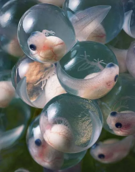We have never seen such animals - #37 