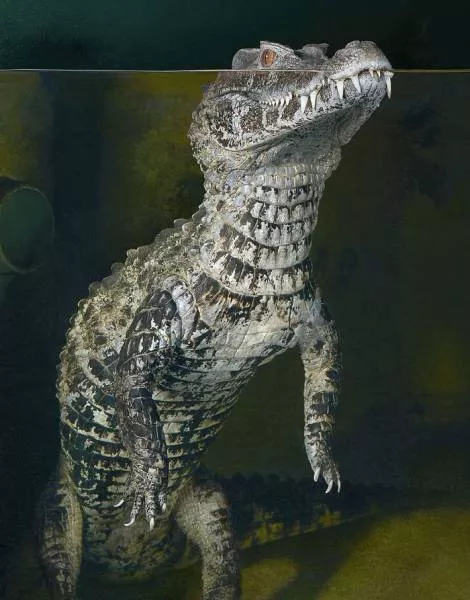 We have never seen such animals - #38 