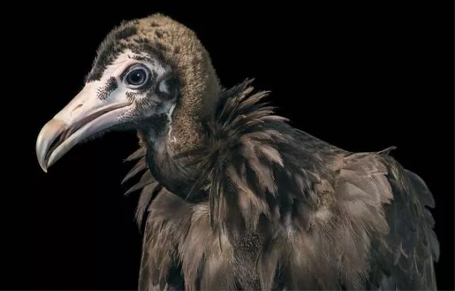 We have never seen such animals - #39 