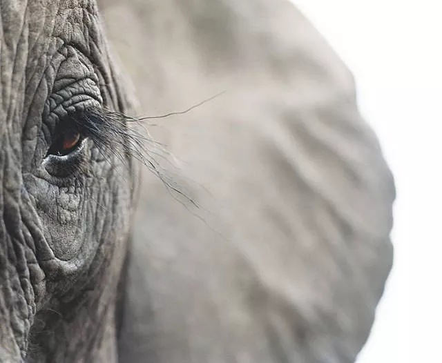 We have never seen such animals - #5 